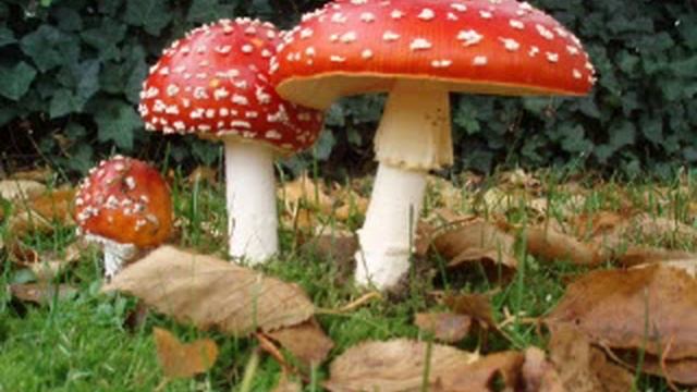 Amanita Muscaria - Amanita Muscaria