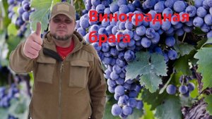 5 Виноградная брага