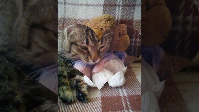 Мой котик смотреть онлайн