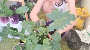 Срочная пересадка Филодендрона Шангри Ла/Каладиумов