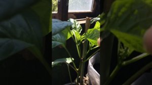 Эксперимент формирую перец в один ствол