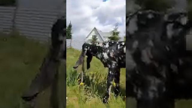 VID 20210613 WA0007 Восточные козы. Козы Камори, Битал смотреть онлайн