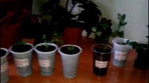 Арахис в Сибири