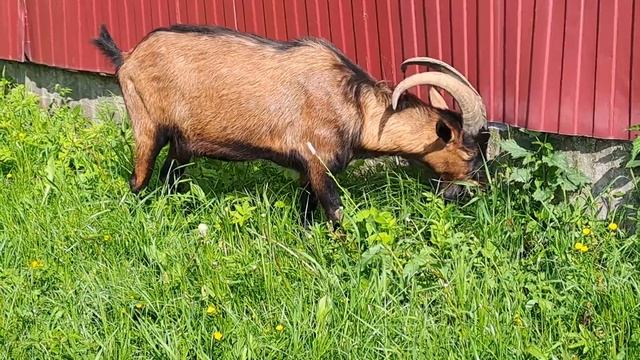 Альпийский козел 2 года, немецкие линии смотреть онлайн