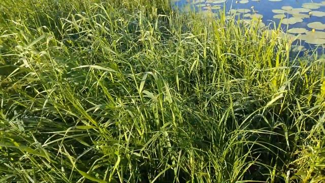 Видеорыбалка 29.05.20. Карась. Шадрино.