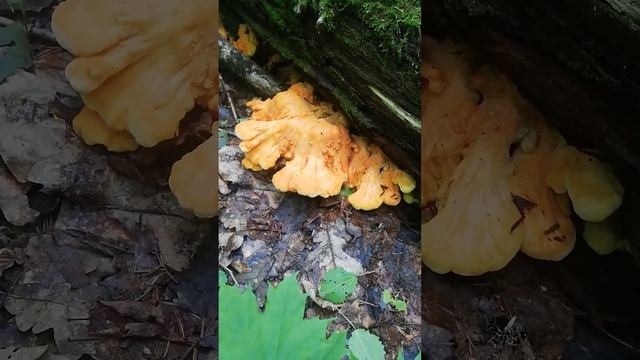 Гриб, который похож на ... Трутовик серно-жёлтый (Laetiporus sulphureus)