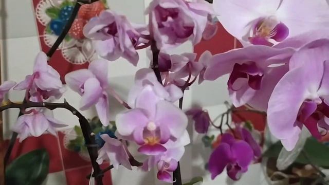 Мини орхидея. Цветок в диаметре 3 см. Видео обзор.