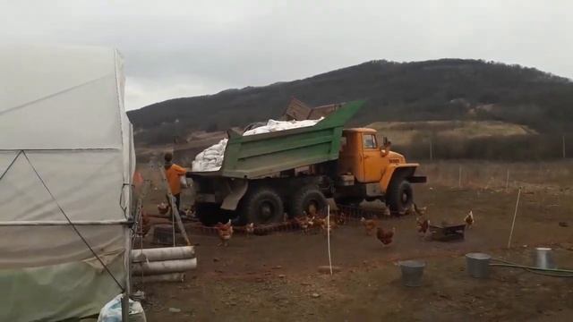 1000 кур - чем мы сейчас кормим кур несушек?