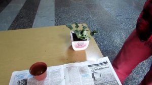 болезни фиалок и способы их лечения