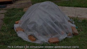 Крупнолистная гортензия, цветущая на побегах текущего года