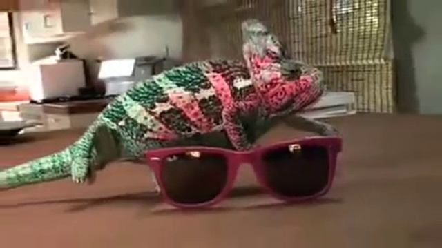 9 как хамелеон меняет цвет смотреть онлайн