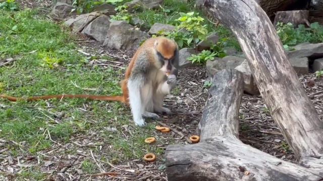 Самая быстрая обезьяна живет в Ростовском зоопарке. #ростовскийзоопарк #приматы смотреть онлайн