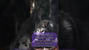 Волк у тюркских и кавказских народов является символом  достоинства и смелости .