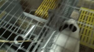 Случка кроликов в любое время без охоты самки.