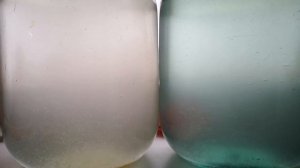 ЗАПУСТИЛ КУЛЬТУРУ ДАФНИИ.КАК РАЗВОДИТЬ ДАФНИЮ.