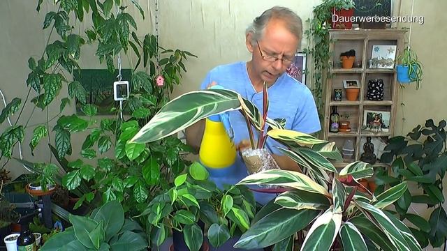 Zimmerpflanzen. Abmoosen der Calathea Triostar, Dipladenia Stecklinge und Dschungel Einblick смотреть онлайн