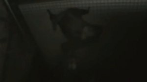Видео. Летучая мышь.
