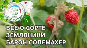Сорт земляники Барон Солемахер.  Описание сорта земляники Барон Солемахер.