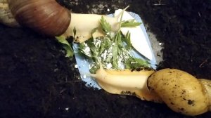 СЕПИЯ ДЛЯ УЛИТОК