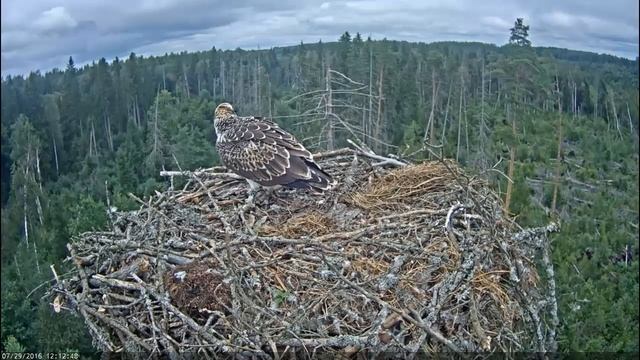 First flights from the nest. Estonian Osprey nest смотреть онлайн