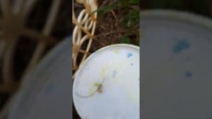 Вредители на чёрной смородине