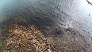 Ловля щуки после нереста на Zip Baits Orbit 110 sp MHT, Kosadaka mascot 110 GTR, Kosadaka meta 95 G