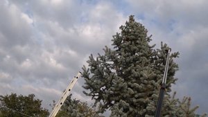 Корректируем ОБРЕЗКОЙ высокую ГОЛУБУЮ ЕЛЬ