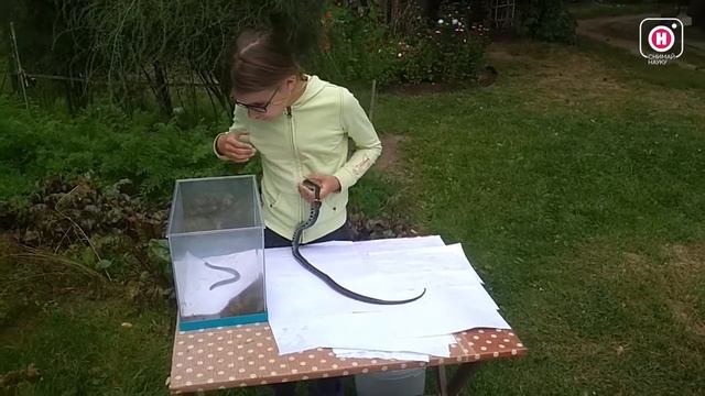 Отличие безногой ящерицы от змеи смотреть онлайн