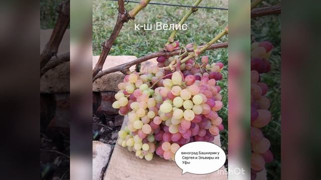 фото обзор гроздей винограда у меня.Башкортостан город Уфа 14 сентября 2022 г. смотреть онлайн