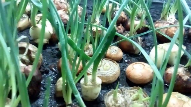 Зеленый лук Украина. Лук на перо. Мошки на луке. смотреть онлайн