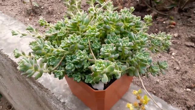 Mi Hermosa Suculenta ECHEVERIA PROLIFICA Ya No Cabe En Su Maseta😱lista Para Un Trasplante😉