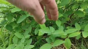 Жимолость Индиго Джем 2023