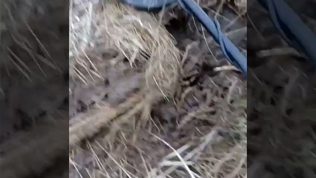 №5 Нашли рога и крест ополченцев/ Found the horns and cross of the militia!!! смотреть онлайн