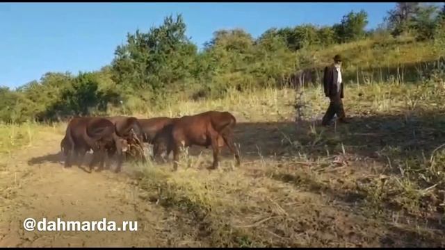 Гиссарские овцы Пархарского типа Ходжи Мухаммада из Куляба