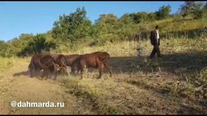 Гиссарские овцы Пархарского типа Ходжи Мухаммада из Куляба