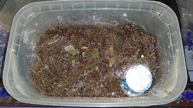 Оливковый кивсяк. Новый дом для малыша смотреть онлайн