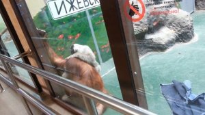 орангутанг  - ижевский зоопарк