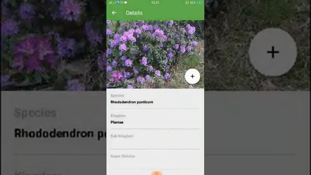 PlantSnap identifies a Rhododendron (Rhododendron ponticum)