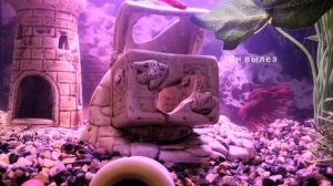 В Аквариум к рыбке петушку подселили стайку рыбок Данио. Последствия.