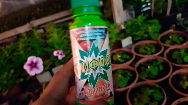 ПЕТУНИЯ ЧЕМ ПОДКОРМИТЬ УНИВЕРСАЛЬНОЕ УДОБРЕНИЕ. как.чем кормить петунию видео? смотреть онлайн