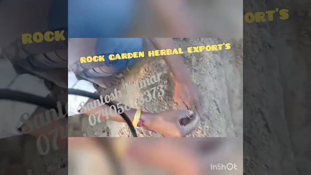 Sugar free Stevia plant's farming cultivation || स्टेविया की खेती смотреть онлайн