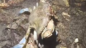© Краб плавунец голубой Callinectes sapidus   Вlue crab