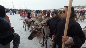 День оленевода на Крайнем Севере