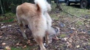 Натаскиваем молодёж. Приехали на испытание лаек по кабану и медведю.