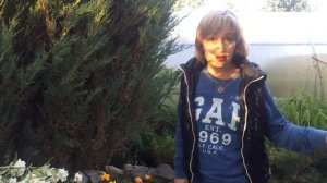 Обрезаем тую и можжевельники