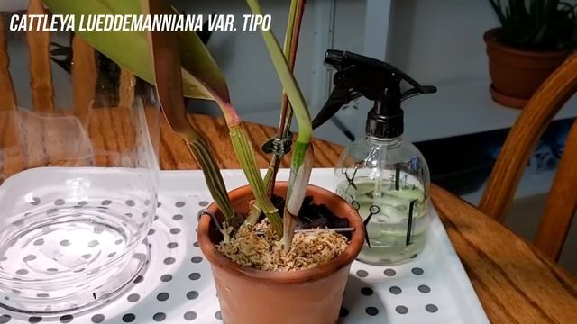 Каттлеи без корней Адаптация Часть 1 смотреть онлайн