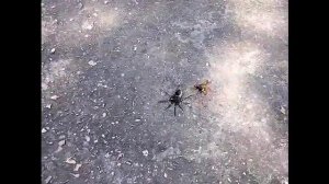Дорожная оса убивает большого паука
