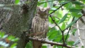 Сплюшка | Otus scops | Eurasian scops owl