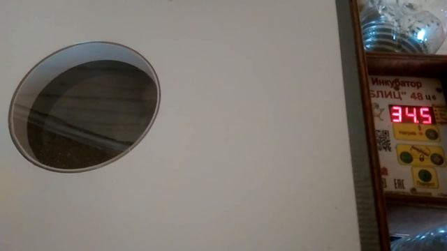 Инкубация гусиных  яиц без всяких правил.