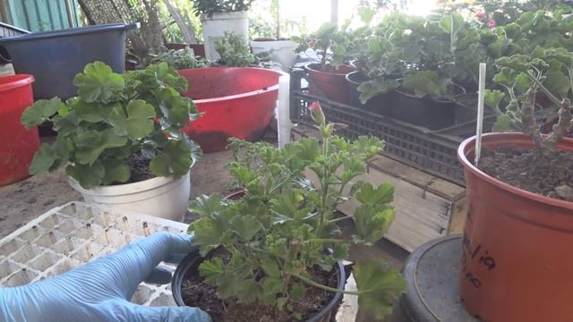 ГЕРАНЬ ИЗ КЛУМБЫ -ФОРМИРОВКА В ЗИМУ 2019Осень смотреть онлайн